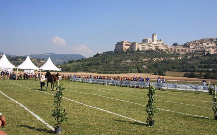 Assisi Endurance Lifestyle Vet-Gate