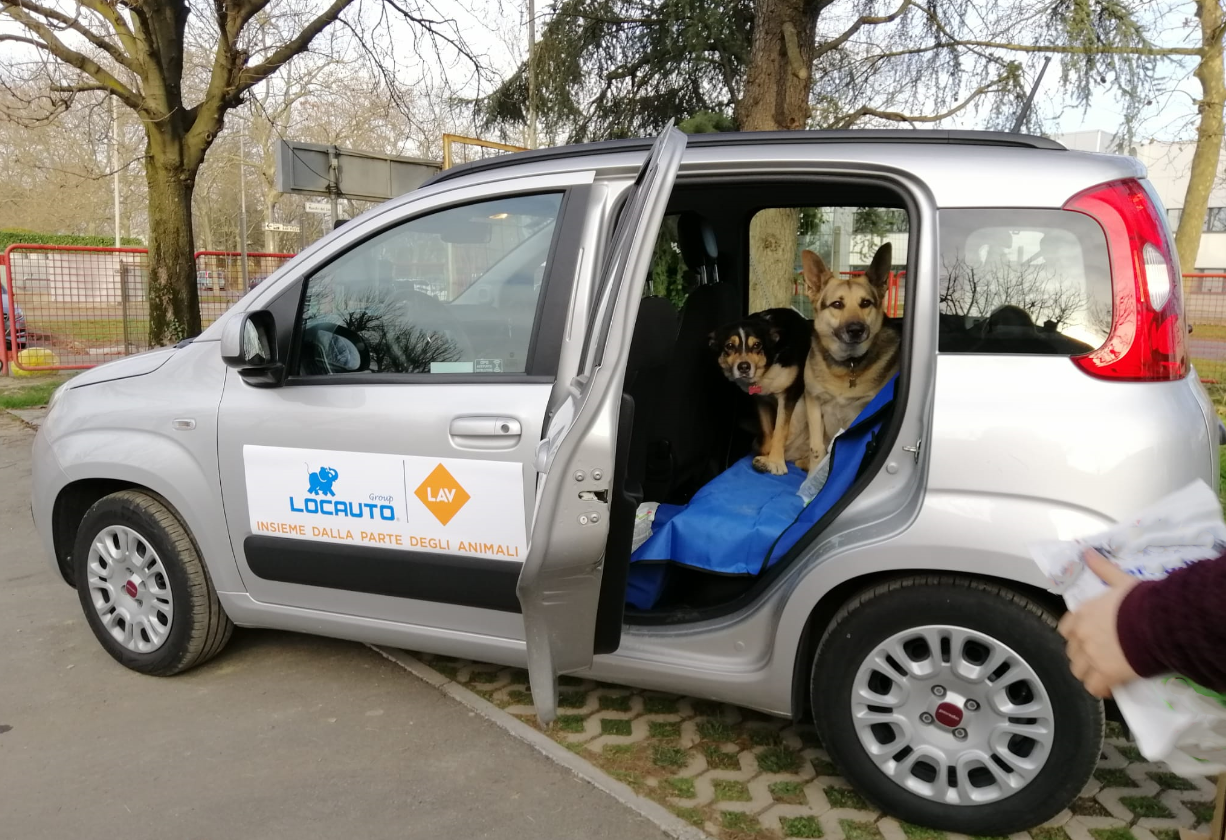 LAV IN SOCCORSO DEGLI ANIMALI GRAZIE A UNA NUOVA COLLABORAZIONE CON LOCAUTO